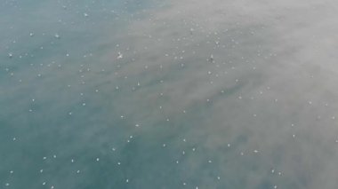 Havadan görünüm, kirli denizde oturan martılar sürüsü