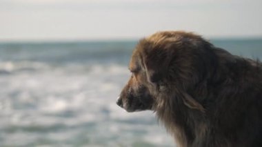 denize bakan evsiz üzgün köpek