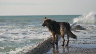 Başıboş evsiz köpek geniş çekim denizde dalgalar görünüyor