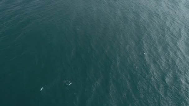 Mouette aérienne solitaire survolant l'eau de mer, tirée sur la mer 