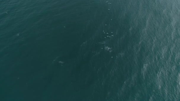 Vue aérienne du troupeau de mouettes survolant la mer .