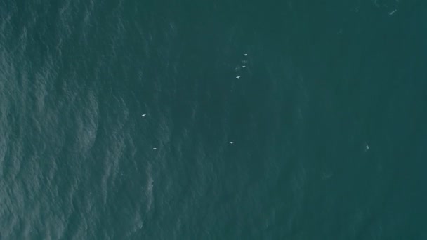 Vue aérienne du dessus des mouettes volent au-dessus de l'eau de mer, au ralenti .