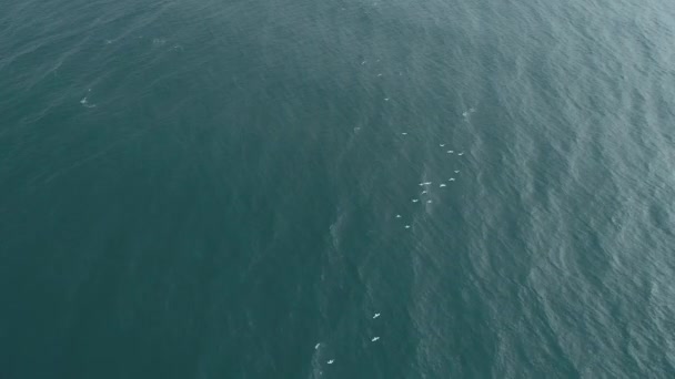 Vue aérienne mouettes mouettes basses au-dessus de la mer .