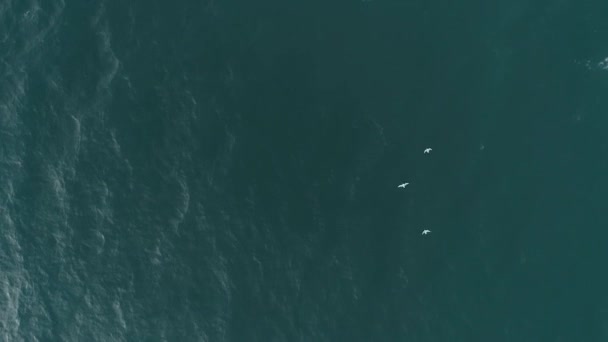 Survoler les mouettes au-dessus de la mer 