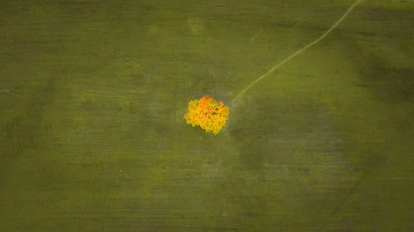 Havadan tek başına sarı ağaç görünüyor. Sonbahar ve sonbahar boyunca çayırda tek bir ağaç