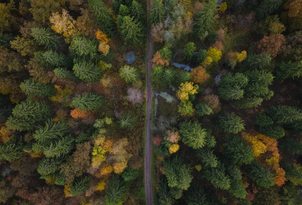 Sarı sonbahar ormanında gökyüzü manzaralı patika