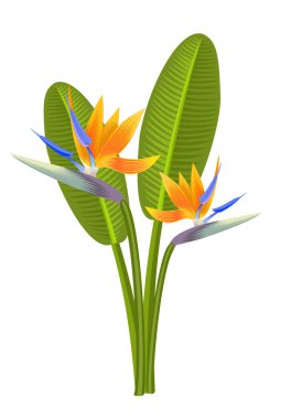 Cennet kuşu çiçekler. Vektör çizim.