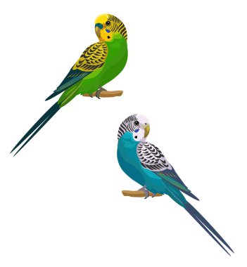 Parrots isolated on white background. Vector illustration. clipart