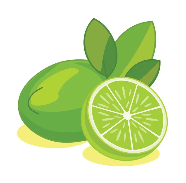 Lime Frukt Isolerad Vit Bakgrund Vektorillustration — Stock vektor