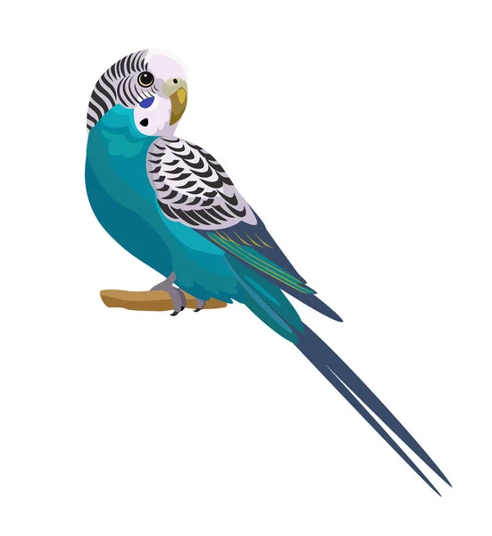 Budgerigar Isolé Sur Fond Blanc Illustration Vectorielle — Image vectorielle