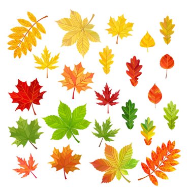 Sonbahar yaprakları beyaz arka plan üzerinde izole kümesi. Vektör çizim.