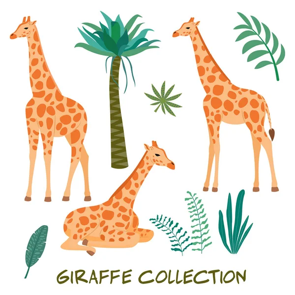 Набор Жирафов Тропических Листьев Модная Векторная Иллюстрация — стоковый вектор