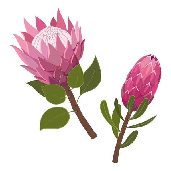 Protea rosa aislada sobre fondo blanco. Ilustración vectorial . — Vector de stock