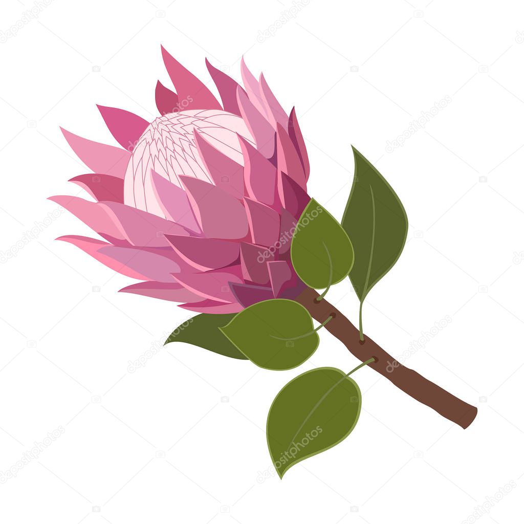 Pink Protea isolated on white background. Vector illustration.