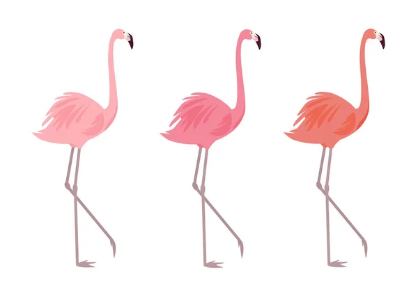 Flamingor Olika Färger Isolerad Vit Bakgrund Snygga Vektorelement För Kort Royaltyfria illustrationer
