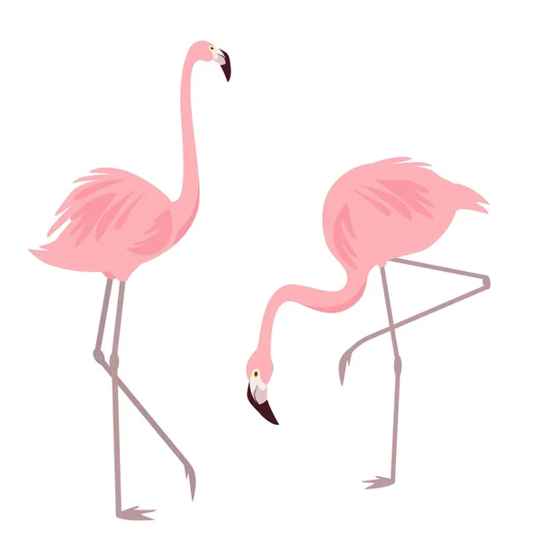 Två Flamingos Olika Poser Isolerad Vit Bakgrund Snygga Vektorelement För Vektorgrafik
