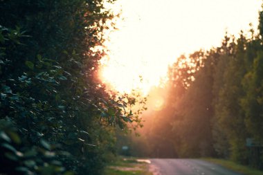 Ormanda gün batımı