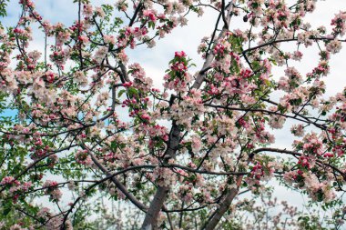 Bahçede kiraz ağacı çiçeği