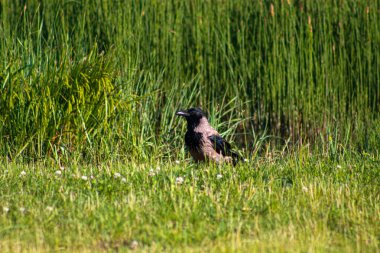 Yazın çayırda kuzgun