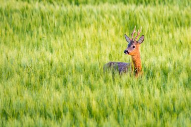 Mısır gevreğini Roebuck