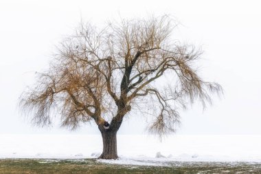 Yalnız ağaç arka planda fozen Gölü ile