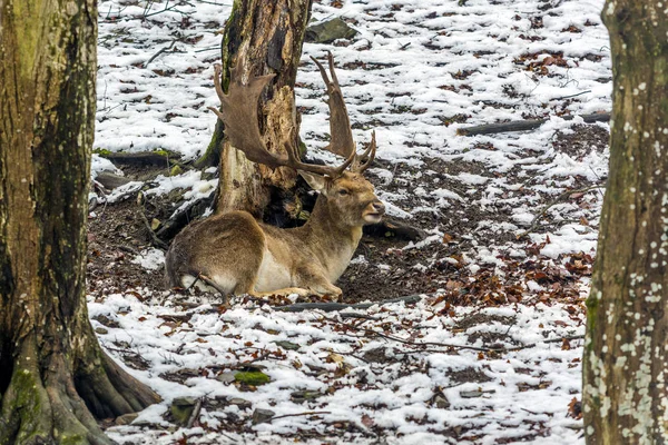Liggande Dovhjort Den Snöiga Skogen — Stockfoto