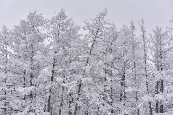 Abetos Cobertos Neve Geada Borda Bela Floresta Inverno — Fotografia de Stock