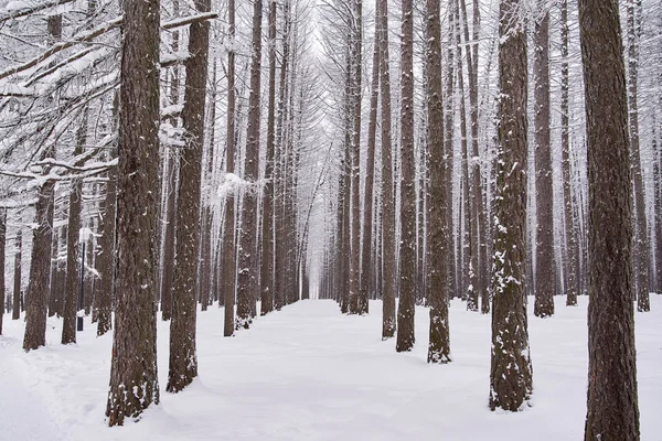 Vista Inverno Fileiras Árvores Tronco Abeto Que Convergem Para Horizonte — Fotografia de Stock
