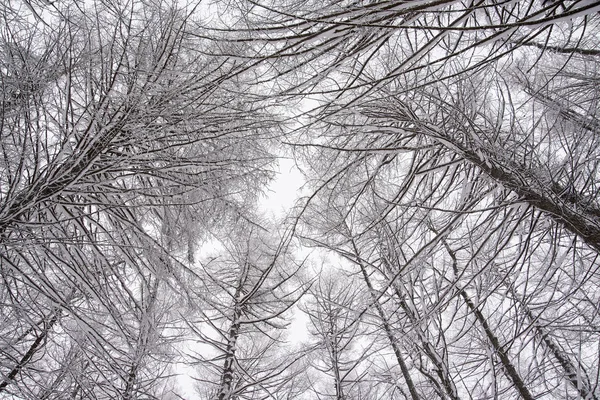 Vista Cima Los Abetos Cubiertos Nieve Hermoso Bosque Invierno Casi — Foto de Stock
