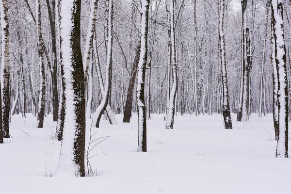 Vista Calma Para Floresta Inverno Coberta Neve Fundo Agradável Troncos — Fotografia de Stock