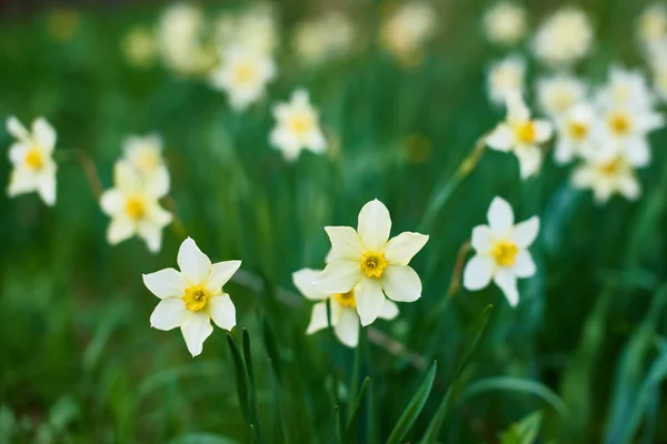 Virágok Narcissus Homályos Zöld Háttér Stock Kép