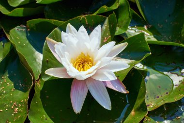 pembe Lotus pond, büyüyen yeşil yaprakları parlak renkli çiçek görünümü kapatın