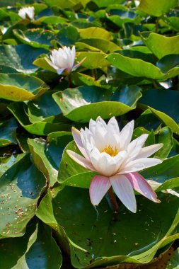 pembe lotus gölet, arka ışık görünümü büyüyen yeşil yaprakları parlak renkli çiçek