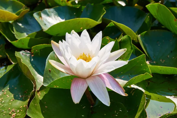 Helle Bunte Blume Aus Rosa Lotus Grünen Blättern Die Teich — Stockfoto