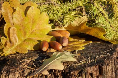 sonbahar renkli natürmort kaç kahverengi meşe palamudu ile parlak meşe yaprakları ve eski güdük, köknar dallarda yakın çekim