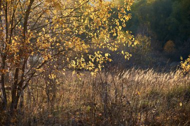 güzel sonbahar renkli yatay, ön plan ve arka plan üzerinde bulanık karanlık ormanın güzel altın ağacı