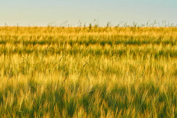 Barevné Pšeničné Pole Klásky Přední Plán Rozostřeného Pozadí — Stock fotografie