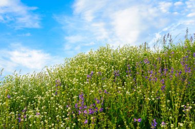 Yaz alan beyaz ve Lila çiçek mavi gökyüzü bulutlu