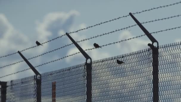 3 disparos Montaje de aves en alambre de púas. Valla de metal en el área del aeropuerto — Vídeo de stock