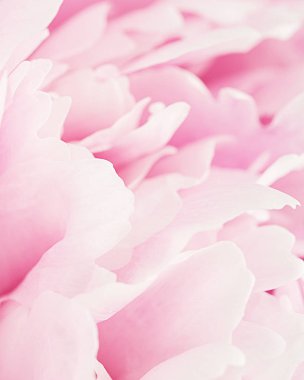 Makro çok şakayık yaprağı