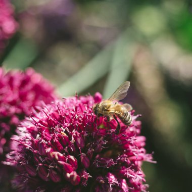 Pembe bir çiçekte yaban arısı