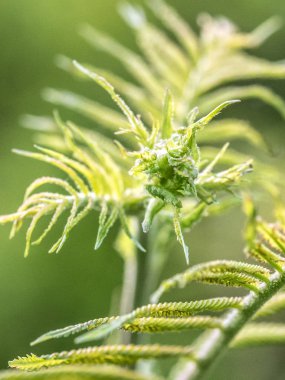 Baharda yeşil yaprak