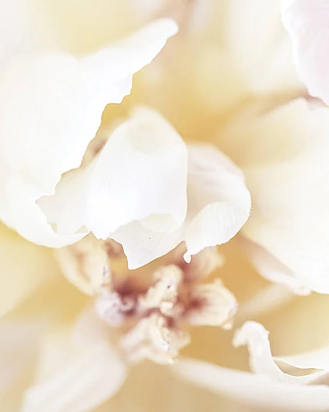 Makro Mit Weißen Blütenblättern — Stockfoto