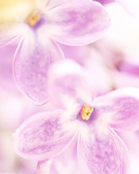 Macro Lilac Petals Royalty Free Stock Photos