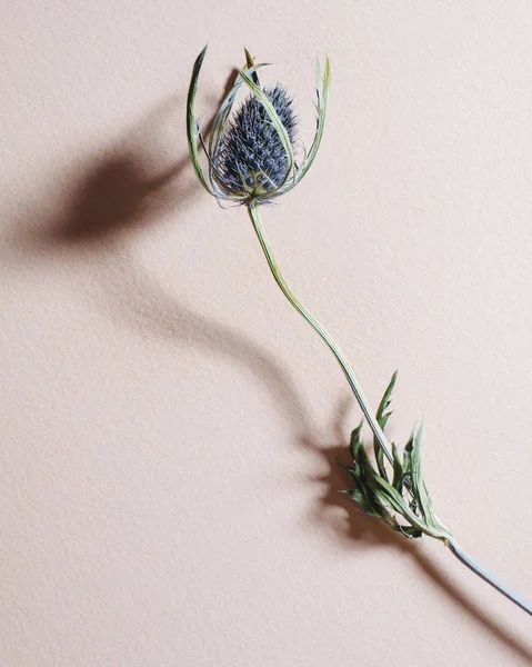 Studioaufnahme Einer Eryngium Blume lizenzfreie Stockfotos