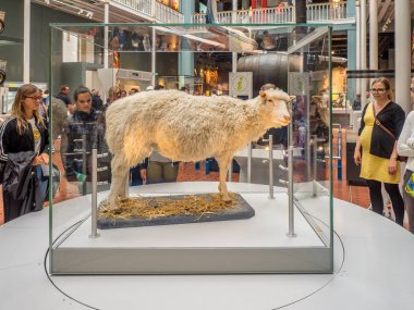 Edinburgh, İskoçya - 27 Temmuz: dolma Koyun Dolly ve National Museum of Scotland içinde 27 Temmuz 2017 üzerinde Edinburgh İskoçya'da kalıyor. Ulusal Müze İskoçya'da bir dönüm noktası cazibe olduğunu.
