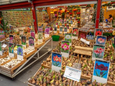 Amsterdam, Hollanda - 22 Temmuz 2018: Lale soğanı merkezi Amsterdam'da Bloemenmarkt içinde. Hollanda büyüyen ve lale satan ünlü.