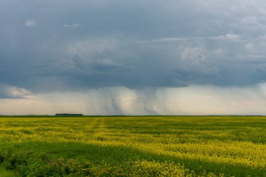 Çiftlik arazisi ve kanola ekinleri, Saskatchewan, Kanada.