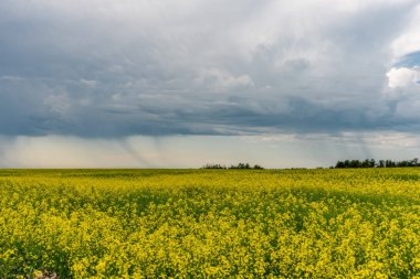 Çiftlik arazisi ve kanola ekinleri, Saskatchewan, Kanada.