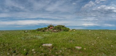Alberta 'nın güneydoğusundaki Sundial Hill Medicine Wheel. Sundial Hill Medicine Wheel, yerel uçaklar tarafından inşa edilmiş dini bir alan. Bu site binlerce yıllık olabilir..